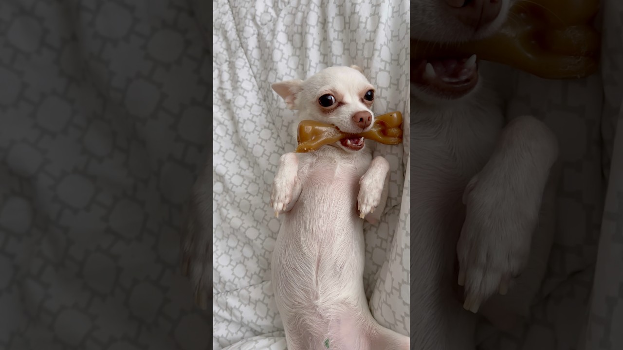 Baby chihuahua holds bone in mouth to bed 