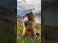 Olha Essa marmot gritando Feliz Dia Das Mães, viralizou no TikTok #marmotalegal #viralizou #marmo...