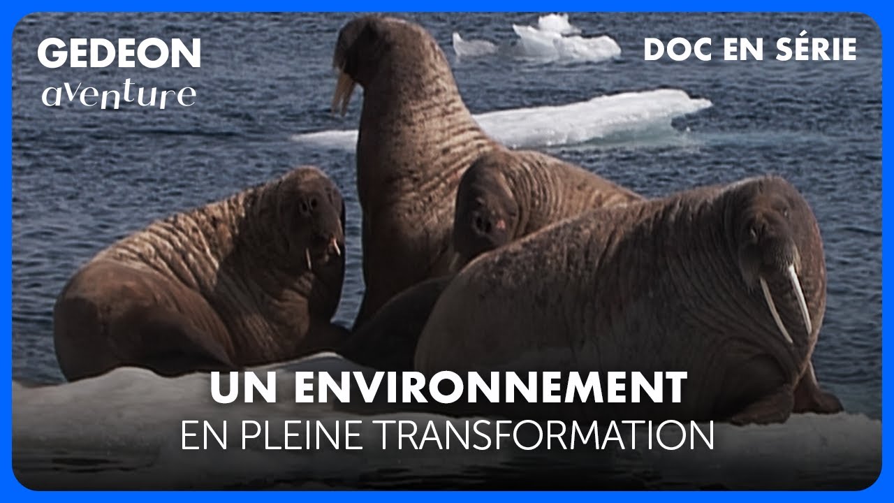 Mission Arctique (3/5) – La faune sauvage face à la fonte des glaces