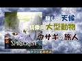 【エバーデール】拡張：剣が峰を夫婦で２人プレイしました。【ボードゲーム プレイ動画】