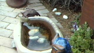 WSBC0009.AVI