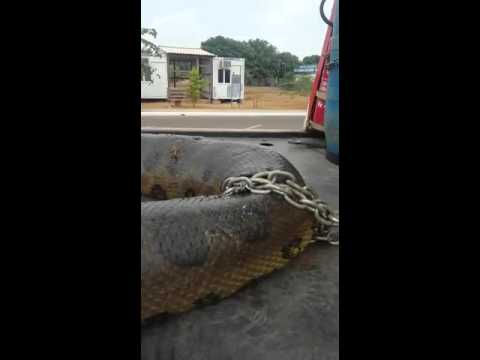 Maior cobra do mundo é capturada no Brasil
