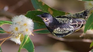 Rescuing the Regent Honeyeater