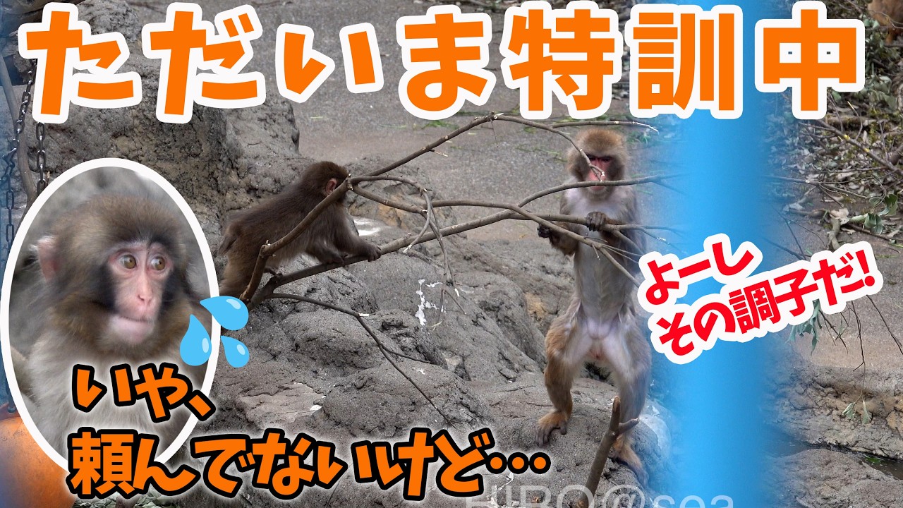 Hilarious] An adult monkey inexplicably helps Punch-kun during his