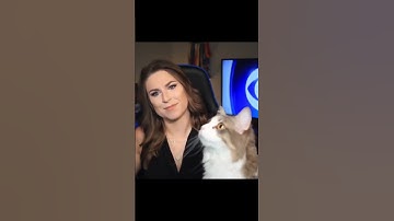 Cat interrupts Live TV News to Stare at a Fly! #viral #funny