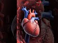 What Happens Inside Your Body When You Eat Eggs? 🥚 | 3D Medical Animation.