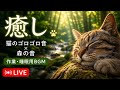 FC27猫のゴロゴロ音 × 森の音｜作業・睡眠用BGM｜リラックスライブ（癒し・集中・安眠）| Cat Purring Sleep BGM
