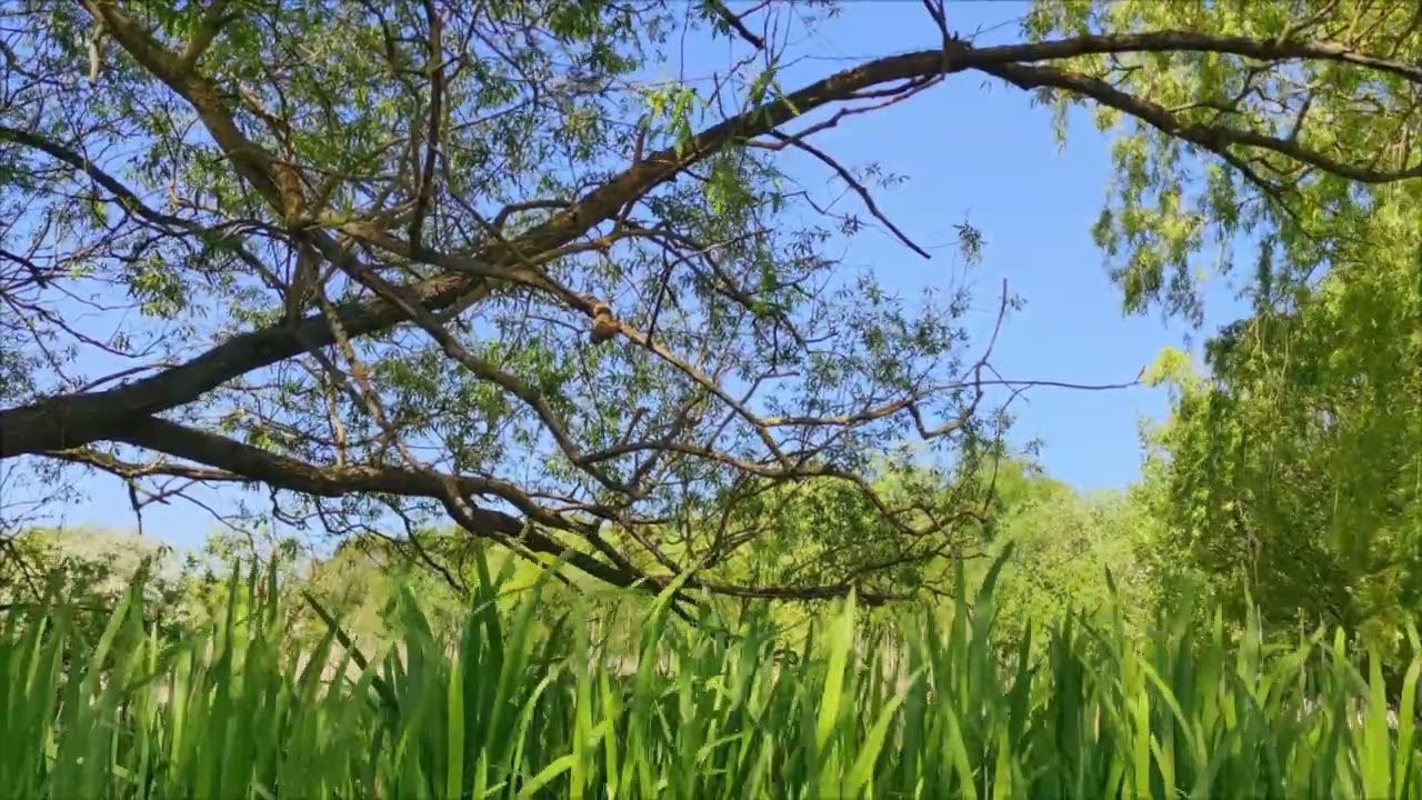 6 Hours Nature Relaxation Film 4K - Peaceful Relaxing Music - 🌲Nature 4k Video 🌲