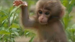 Monkey GIFs