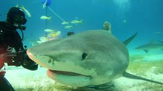 Tiger Shark Beach ,Bahamas 22nd May 2023 up and close with Emma