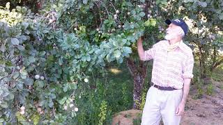 Get to Know - Green Gage Plum! A French fruit with rich flavor and a long history.