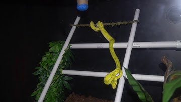 Green Tree Python - Caudal Luring