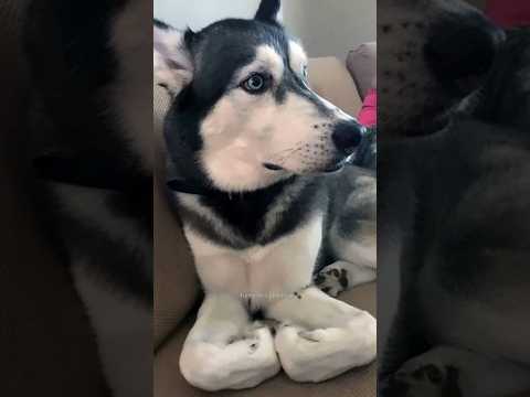 Normal dogs vs