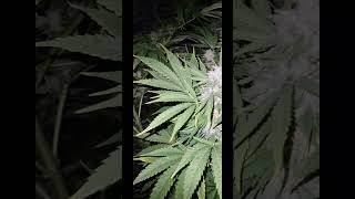 uk outdoor guerilla 11th croptober 2023 ✂️ ✂️ ✂️