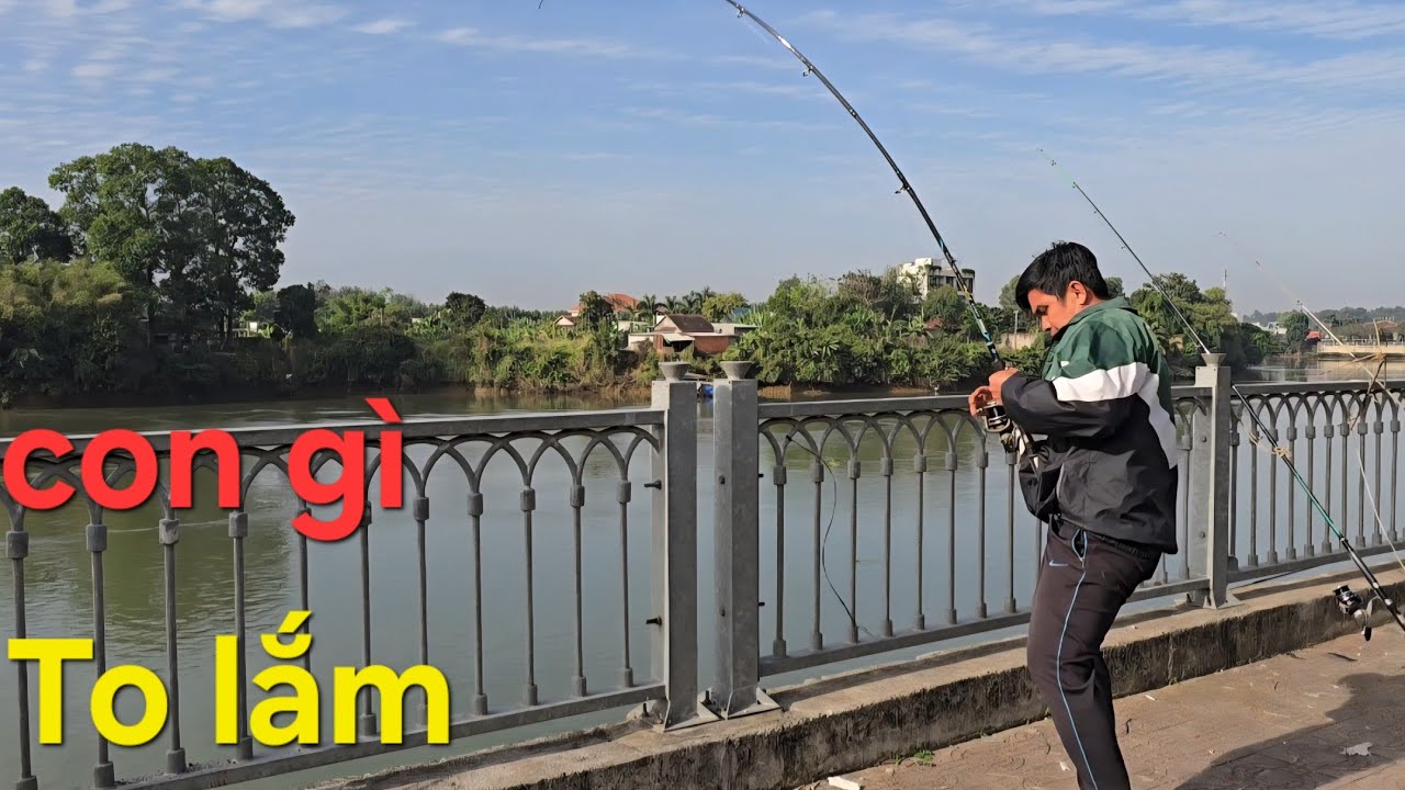 Câu  cá sông Đồng Nai,  Chạm mặt  hàng  to , khủng.