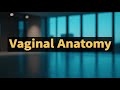 Was Versteht Man Unter Vaginalanatomie