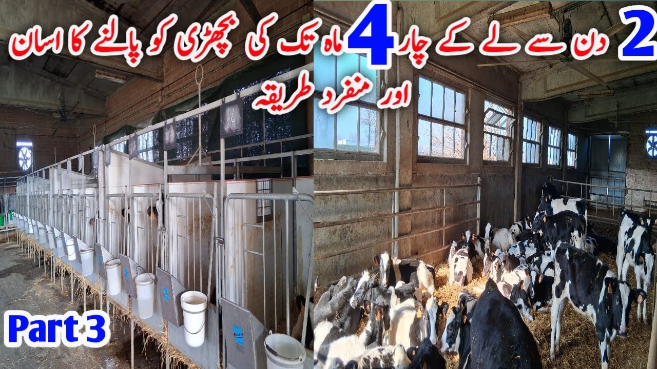 Dairy farming cow's calf (female) heifer feed & caretake, 