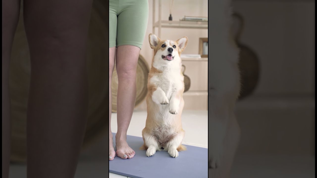 Cute Dog Showing RESPECT To Viewers !