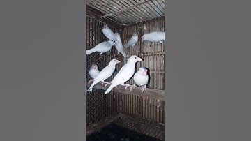 😍Java K Pathy Market Jany Kly Ready♥️#birds #video #shorts #viralshort