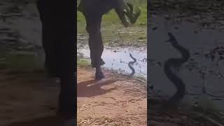 Snake attack #attack #snake #sonic #attitude #viral #water #snakeattack #explore #subscribe