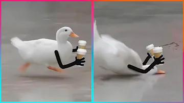 Birds with Arms being the Funniest Thing Ever | @LeopARTnik