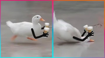 Birds with Arms being the Funniest Thing Ever | @LeopARTnik