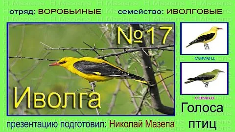 Иволга. Голоса птиц