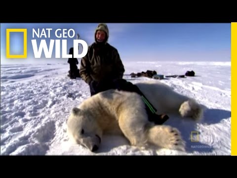 وقتی خرس های قطبی حمله می کنند! | کاوشگر