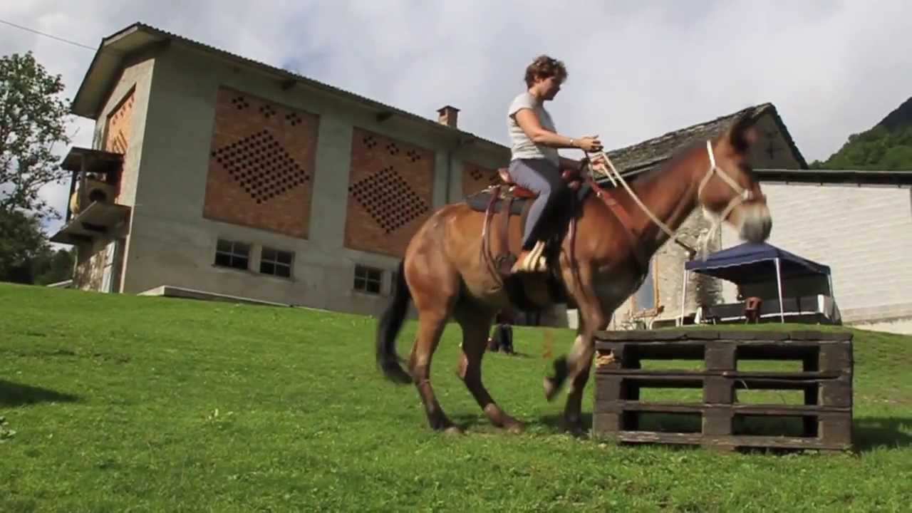 Training - Mule and her friend, aprile 2013