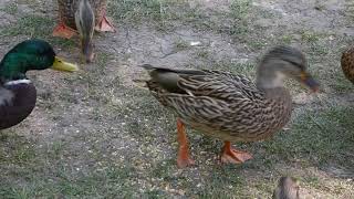 Honey the mallard being the alpha duck, attacking everyone at feeding time