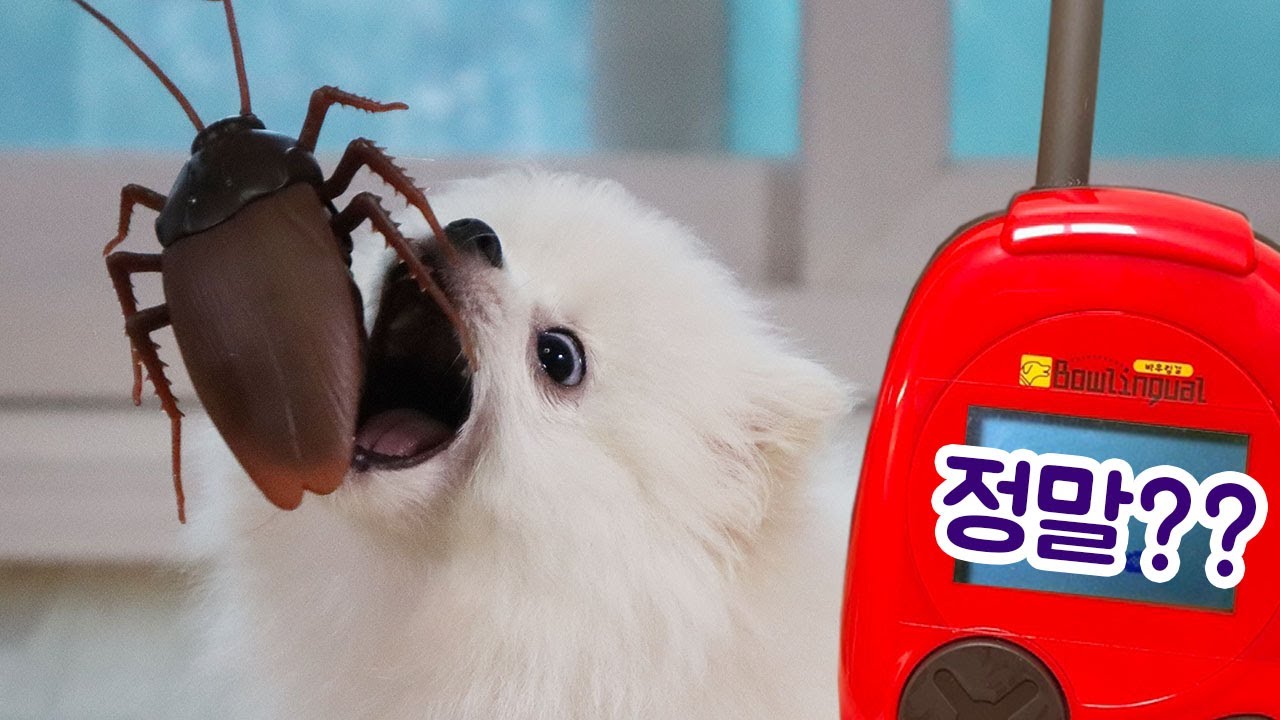 대형바퀴벌레를 처음 본 아기강아지가 한 말은?강아지번역기(My Dogs React to Giant Cockroach