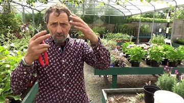 Cutting back catmint and lavender