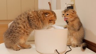 This kitten is so cute as he realizes how delicious a glass of water is during a power outage!