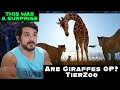 CG Reacts | Are Giraffes OP? (TierZoo )