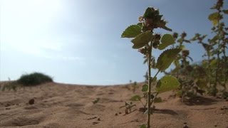 الاحترار المناخي يلقي بظلاله على ملايين المزارعين في النيجر