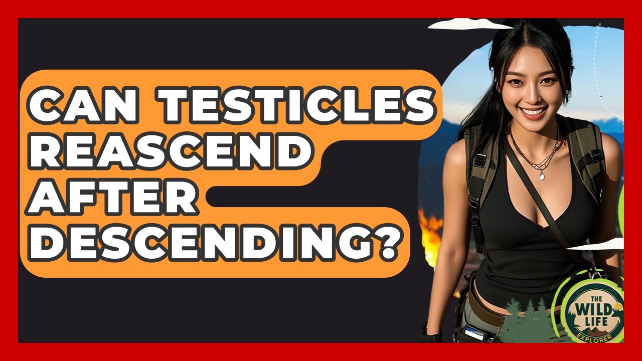 Can Testicles Reascend After Descending? - The Wild Life Explorer