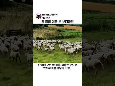 양 떼를 처음 본 보더콜리 thumbnail