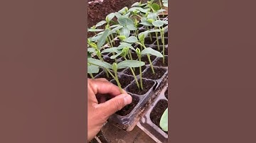 Cucumber Farming Techniques #satisfying #short