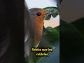 ¿SABIAS QUE LOS COLIBRÍES TIENEN HABILIDADES UNICAS? #animales #curiosidades #shorts