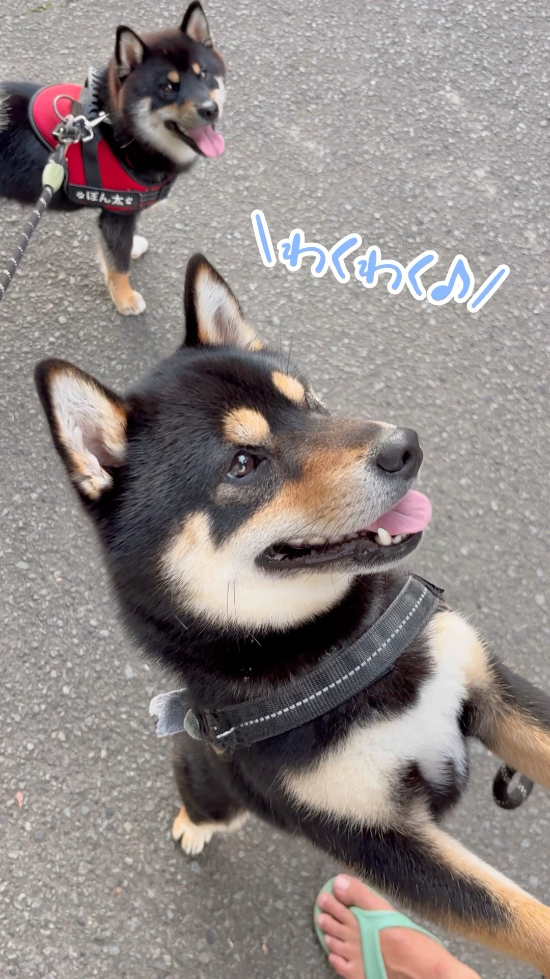 急かす、まろ。#黒柴#柴犬#兄弟#多頭飼い#shiba#shibainu - YouTube