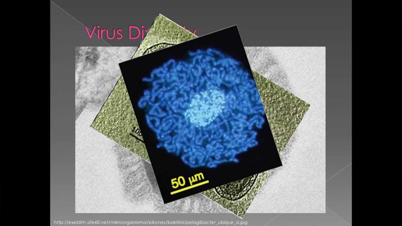 Viruses are way cool because...