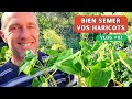 Je sme mes premiers haricots de la saison 2024 potager