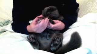 VERY PATIENT CAT! getting nails clipped by MrGreyness 4,222 views 12 years ago 2 minutes, 2 seconds