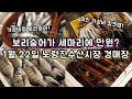 요즘 가성비 수산물들이 너무 많네요! 1월 22일 금요일 노량진수산시장 최신동향&시세!