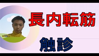 筋肉×触診　【大殿筋】　大殿筋の触診方法 理学療法士