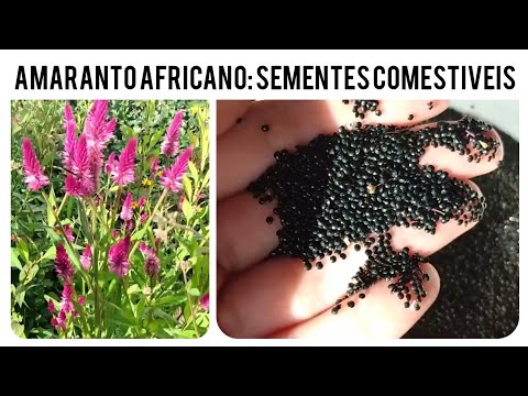 Vídeo: As sementes de amaranto são comestíveis?