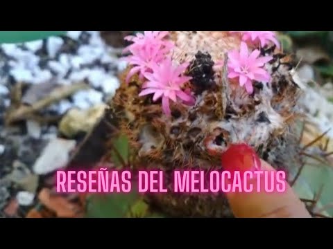 Video: Cuidado de las orquídeas Cochleata: aprenda a cultivar orquídeas de concha