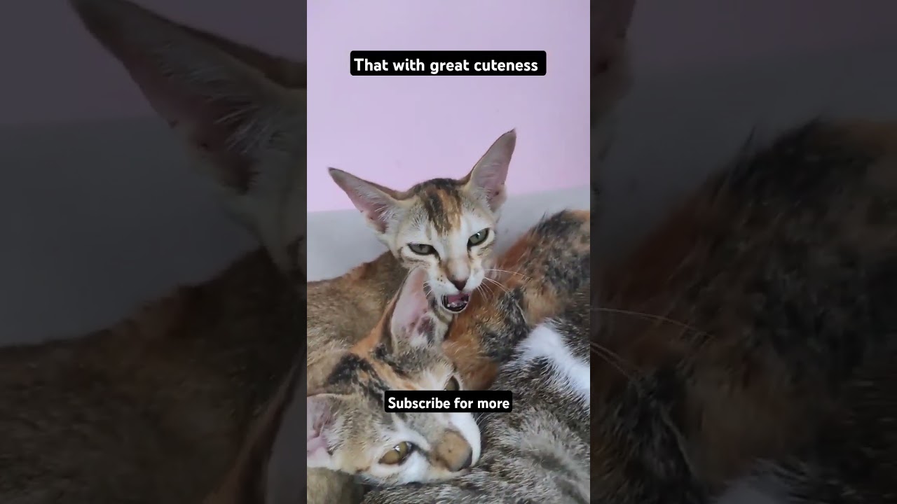 With great cuteness comes no responsibility 😜 