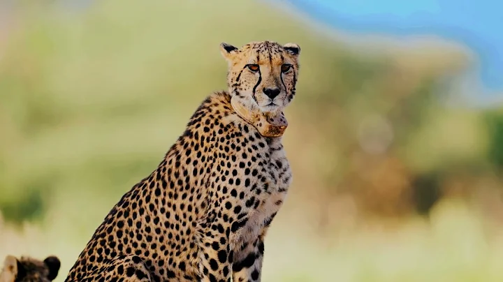 Cheetahs on the Brink: Why Their Numbers Are Dropping - why are cheetahs on the brink of extinction?