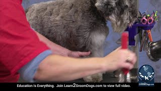 Free Preview: Safe and Gentle Dematting Techniques on a Miniature Schnauzer - Quick Fix by Learn2GroomDogs.com 215 views 3 months ago 1 minute, 50 seconds